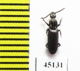 Rhysodidae sp.  Indonesia, Papua - INSECTS-STORE.RU