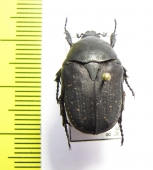 Protaetia vidua  Israel - INSECTS-STORE.RU