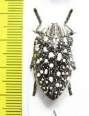 Julodis sulcicollis  South Africa Rep. - INSECTS-STORE.RU