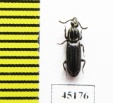 Rhysodidae sp.  Indonesia, Papua - INSECTS-STORE.RU