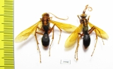 Hymenoptera sp.  Malaysia, Borneo - INSECTS-STORE.RU