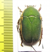 Pachnoda stehelini  Ethiopia - INSECTS-STORE.RU