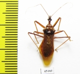 Hemiptera sp.  Indonesia, Papua - INSECTS-STORE.RU