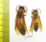 Hymenoptera sp.  Malaysia, Borneo - INSECTS-STORE.RU