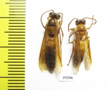 Hymenoptera sp.  Malaysia, Borneo - INSECTS-STORE.RU