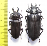 Hystatus javanus, pair  Malaysia 52/63mm - INSECTS-STORE.RU
