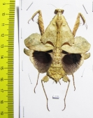 Deroplatys trigonodera, female  Malaysia - INSECTS-STORE.RU
