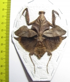 Deroplatys lobata, female  Malaysia - INSECTS-STORE.RU