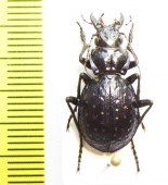 Callisthenes fischeri  Mongolia - INSECTS-STORE.RU