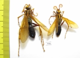 Hymenoptera sp.  Malaysia, Borneo - INSECTS-STORE.RU
