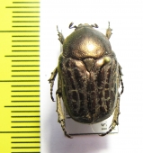 Protaetia interruptecostata  Uzbekistan - INSECTS-STORE.RU