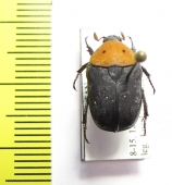 Tephraea dichroa  Tanzania - INSECTS-STORE.RU