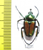 Phaedimus lydiae  Philippines - INSECTS-STORE.RU