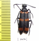 Mylabris damascena  Jordan - INSECTS-STORE.RU