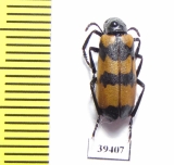 Mylabris allousei  Iran, Sistan prov. - INSECTS-STORE.RU