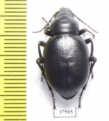 Pelorocnemis kraatzi  Kazakhstan - INSECTS-STORE.RU