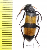 Hycleus maculiventris  Oman - INSECTS-STORE.RU