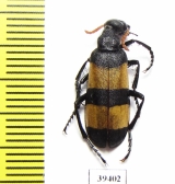 Hycleus maculiventris  Oman - INSECTS-STORE.RU