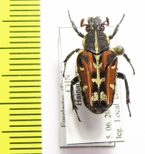 Euselates ornata  China, Hainan - INSECTS-STORE.RU