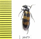 Mylabris tricincta  Morocco - INSECTS-STORE.RU