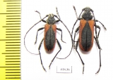 Purpuricenus kaehleri, pair  Russia, Volgograd reg. - INSECTS-STORE.RU