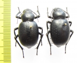 Pelorocnemis punctigera, pair  Uzbekistan - INSECTS-STORE.RU