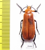 Horia debyi  Indonesia, Java - INSECTS-STORE.RU