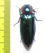 Campsosternus gemma  Thailand - INSECTS-STORE.RU