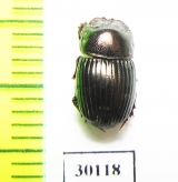 Copris hidakai  Malaysia, Borneo - INSECTS-STORE.RU