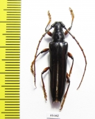 Cerambycidae sp.  Costa Rica - INSECTS-STORE.RU