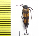 Mylabris cernyi  Jordan - INSECTS-STORE.RU