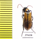 Alosimus maculiventris  Jordan - INSECTS-STORE.RU