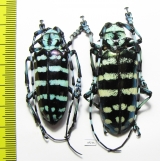 Anoplophora graafi, pair  Indonesia, Sumatra - INSECTS-STORE.RU