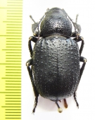 Trigonoscelis seriata, male  Tajikistan - INSECTS-STORE.RU