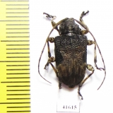 Cerambycidae sp.  Costa Rica - INSECTS-STORE.RU