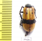 Hycleus colligatus  Iran, Kerman prov. - INSECTS-STORE.RU