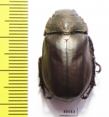 Spodochlamys sp.  Costa Rica - INSECTS-STORE.RU