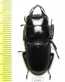 Dorcus sp.  China, Yunnan prov.  - INSECTS-STORE.RU