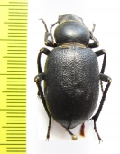 Pimeliocnera gebieni  Tajikistan - INSECTS-STORE.RU