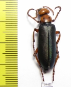 Muzimes marani  Georgia - INSECTS-STORE.RU