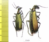 Lydomorphus sp., pair  Sudan - INSECTS-STORE.RU