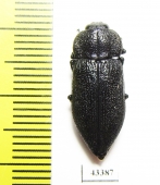 Pseudoperotis sp.  South Africa Rep. - INSECTS-STORE.RU