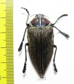 Polybothris geayi  Madagascar - INSECTS-STORE.RU