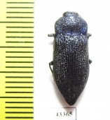 Pseudoperotis sp.  South Africa Rep. - INSECTS-STORE.RU