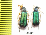 Cerocoma bodemeyeri, pair  Iran, Isfahan prov. - INSECTS-STORE.RU