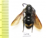 Scoliidae sp.  Kirgizstan - INSECTS-STORE.RU