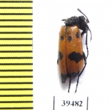 Mylabris mediorientalis  Jordan - INSECTS-STORE.RU