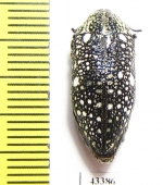 Julodis sp.  South Africa Rep.  20mm - INSECTS-STORE.RU