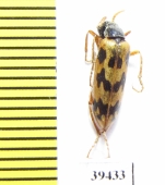 Croscherichia richteri  Iran, Sistan prov. - INSECTS-STORE.RU