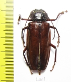 Mallodonopsis mexicanus, female  Costa Rica - INSECTS-STORE.RU